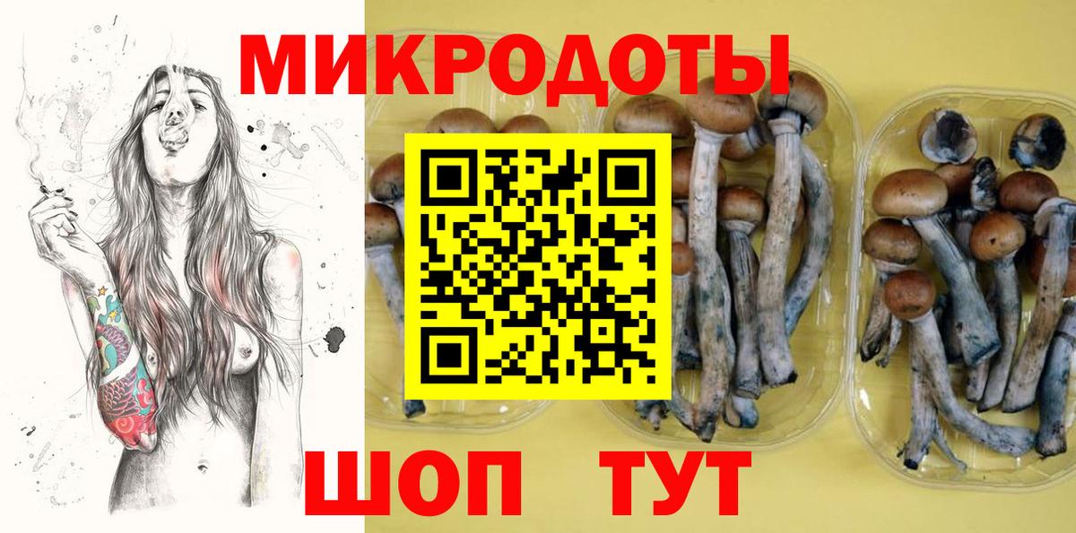 Галлюциногенные грибы Psilocybe Карачаевск